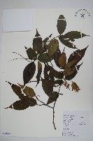 雷公鵝耳櫪藏品圖，第1張