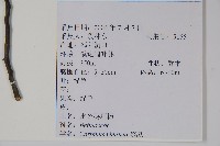 雷公鵝耳櫪藏品圖，第2張