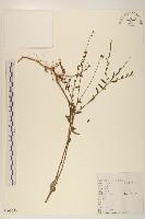 雞兒腸藏品圖，第1張