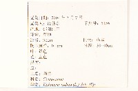雞兒腸藏品圖，第2張
