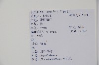 厚葉冬青藏品圖，第2張