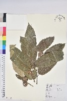 板栗藏品圖，第1張