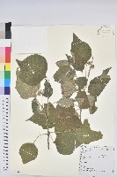 白背葉藏品圖，第1張