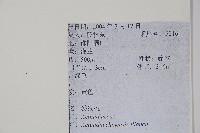 獼猴桃、奇異果藏品圖，第2張