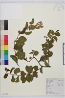 馬甲子藏品圖，第2張