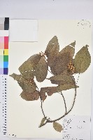 扛香藤藏品圖，第1張