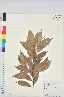 金毛石櫟藏品圖，第1張