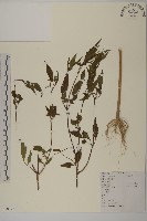 狼把草藏品圖，第1張