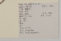 狼把草藏品圖，第2張