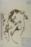 鱧腸藏品圖，第1張