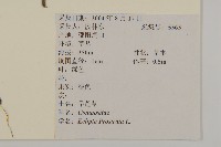 鱧腸藏品圖，第2張