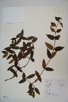 忍冬、金銀花藏品圖，第1張