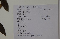 忍冬、金銀花藏品圖，第2張
