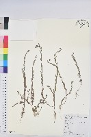 蜜柑草藏品圖，第1張