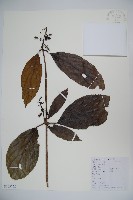 短序莢迷藏品圖，第1張