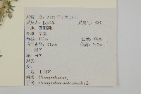 臭杏、土荊芥藏品圖，第2張