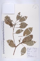 薯豆藏品圖，第1張