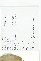 薯豆藏品圖，第2張