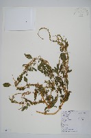 刺莧藏品圖，第1張