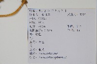 刺莧藏品圖，第2張