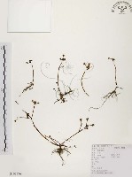 馬齒莧藏品圖，第1張