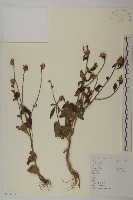 杓兒菜藏品圖，第1張