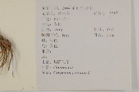 杓兒菜藏品圖，第2張