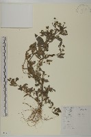 鱧腸藏品圖，第1張