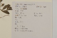 鱧腸藏品圖，第2張