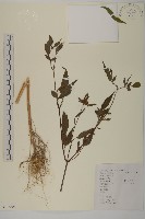 狼把草藏品圖，第1張