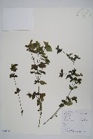 爵床、六角英藏品圖，第1張