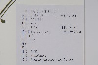 爵床、六角英藏品圖，第2張