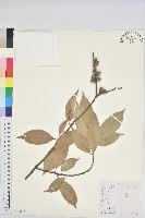 金毛石櫟藏品圖，第2張