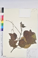 小果野桐藏品圖，第1張