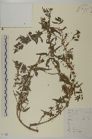 鱧腸藏品圖，第1張