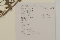 鱧腸藏品圖，第2張