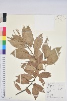 金毛石櫟藏品圖，第1張