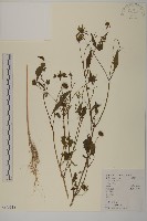 狼把草藏品圖，第1張