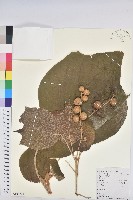 毛桐藏品圖，第1張