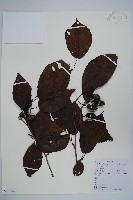 江南榿木藏品圖，第1張