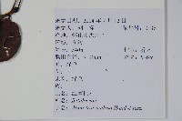 江南榿木藏品圖，第2張