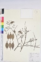 米飯花藏品圖，第1張