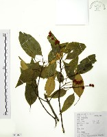 粗糠柴藏品圖，第1張