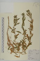 臭杏、土荊芥藏品圖，第1張