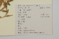 臭杏、土荊芥藏品圖，第2張