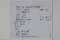 華南黃楊，雀舌黃楊，匙葉黃楊藏品圖，第2張