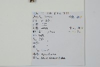 鼠李冬青、滿樹星藏品圖，第2張