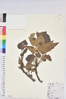 三年桐、光桐藏品圖，第1張