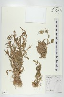 葶藶藏品圖，第1張