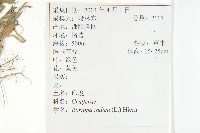 葶藶藏品圖，第2張